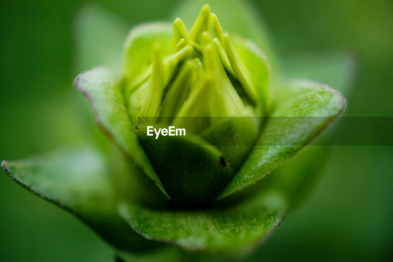 Close-up of flower bud