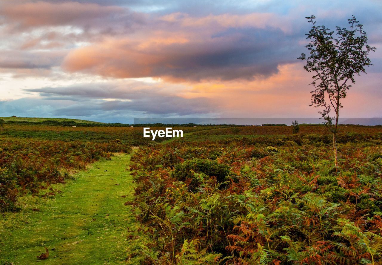 SCENIC VIEW OF FARM AGAINST SKY DURING SUNSET