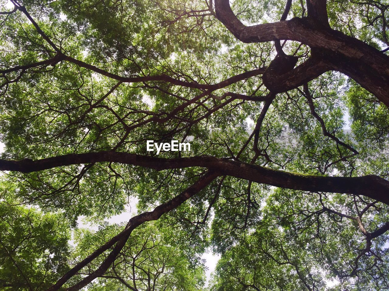 LOW ANGLE VIEW OF TREE
