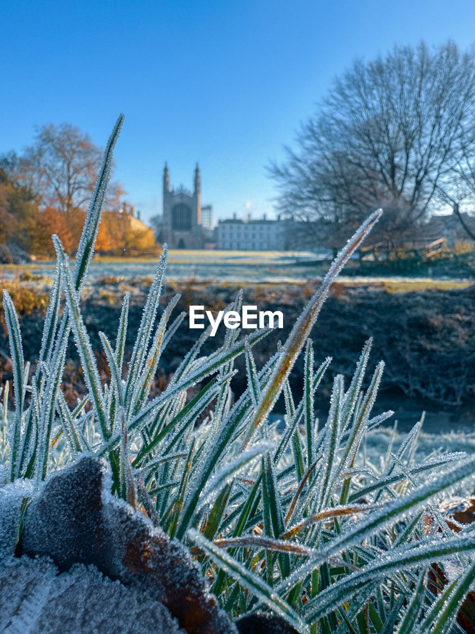 Frozen plants growing on field against kings college chapel in cambridge