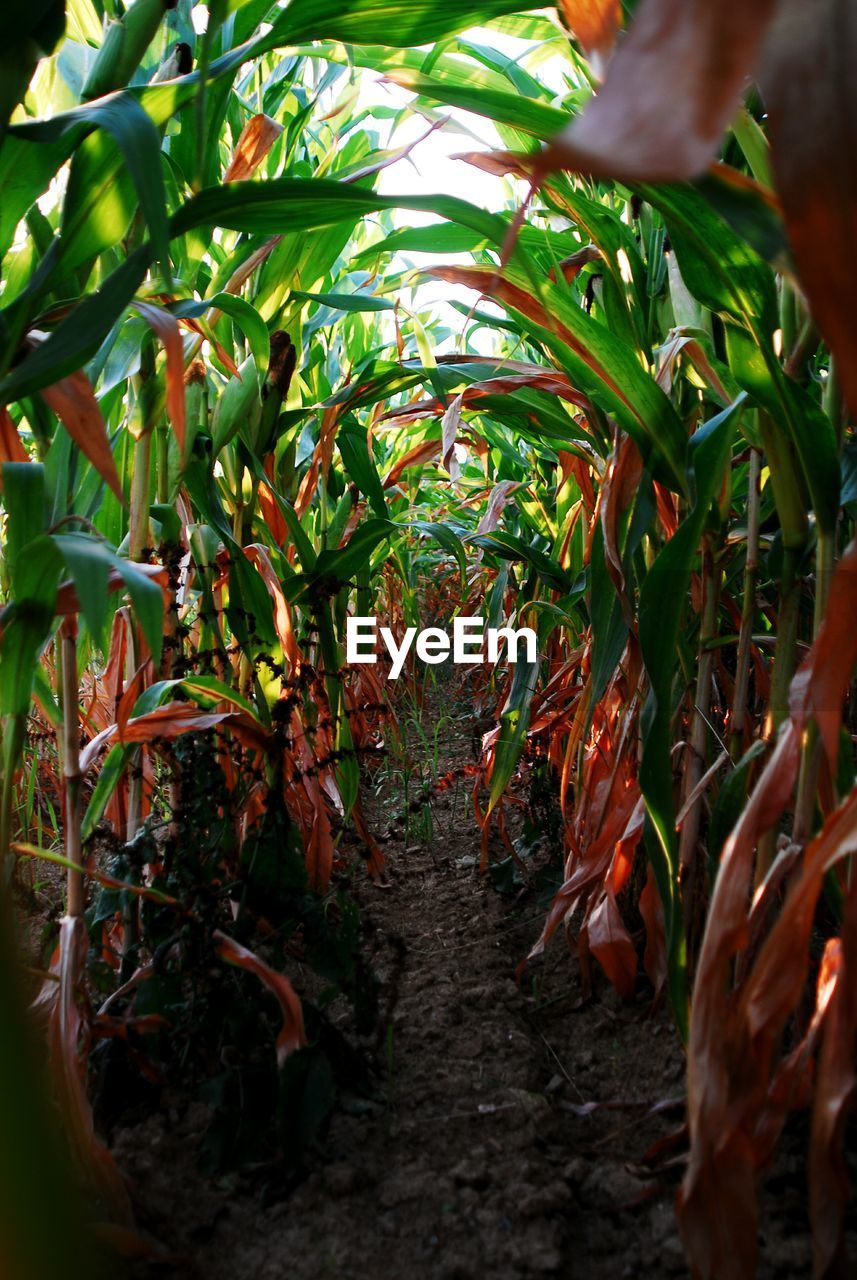 Plants growing in field