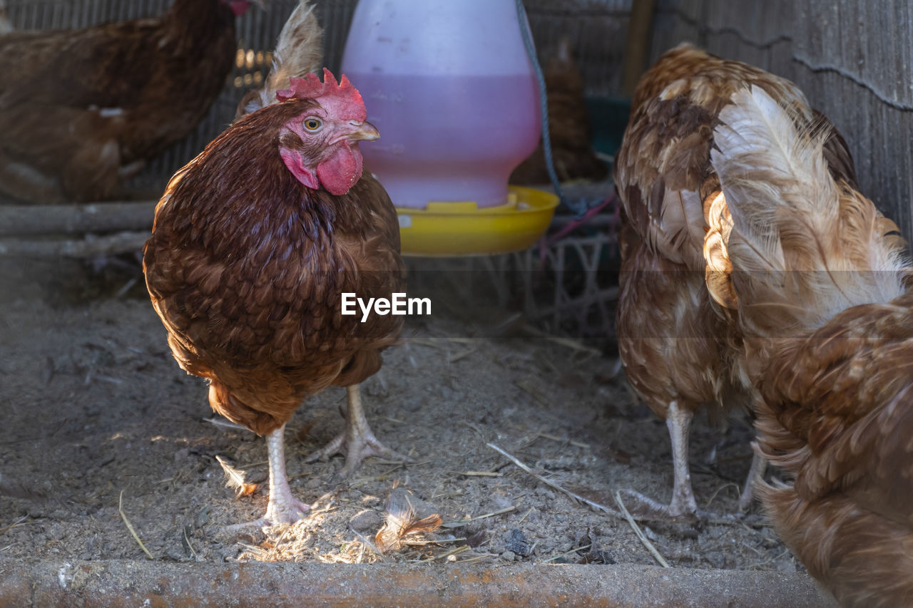 Raise chickens to eat eggs in small farms.