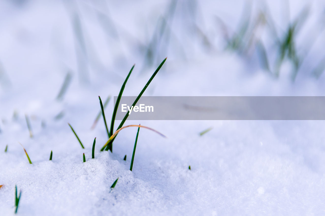 Close-up of grass on snow covered field