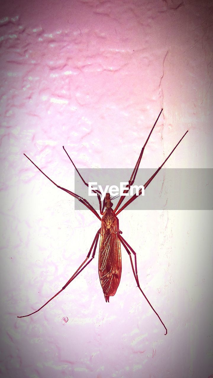 CLOSE-UP OF SPIDER AND WEB AGAINST WHITE BACKGROUND