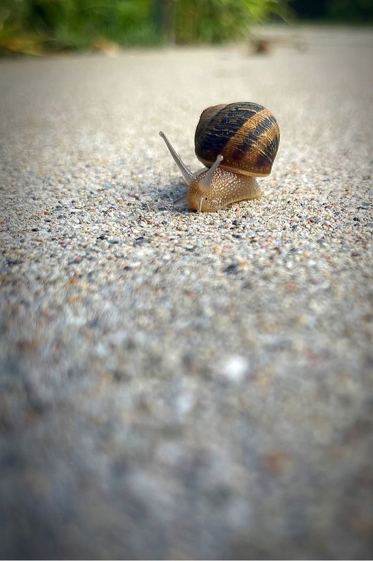animal themes, animal, snail, animal wildlife, gastropod, mollusk, one animal, snails and slugs, shell, wildlife, boredom, animal shell, auto post production filter, transfer print, crawling, selective focus, close-up, animal antenna, no people, road, nature, surface level, animal body part, macro photography, day, insect, city, street, slimy, outdoors, asphalt, vignette