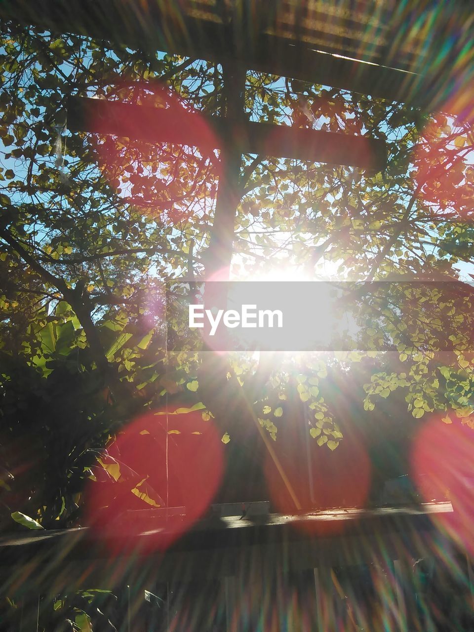 SUN SHINING THROUGH TREES ON SUNNY DAY