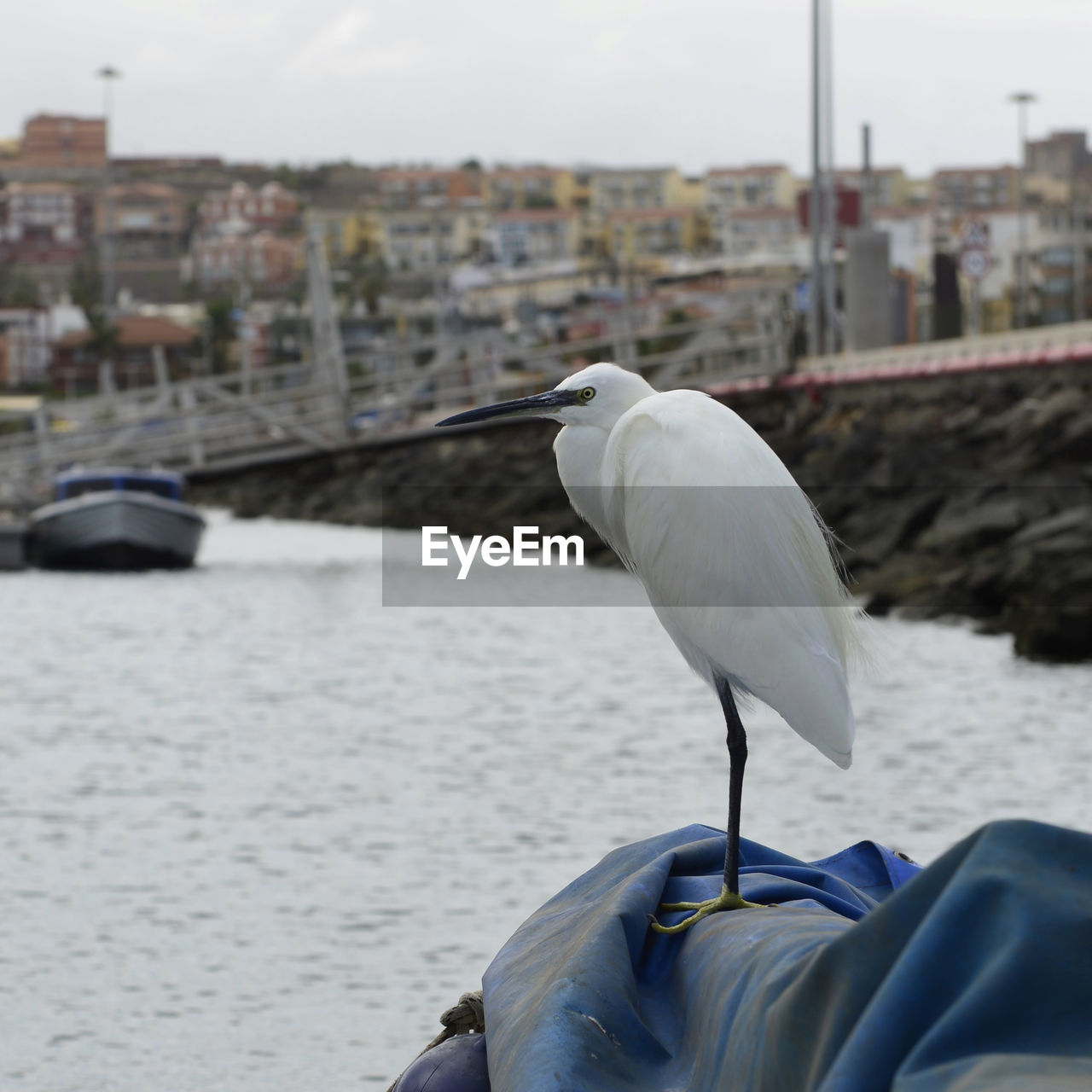 SEAGULL ON A BOAT