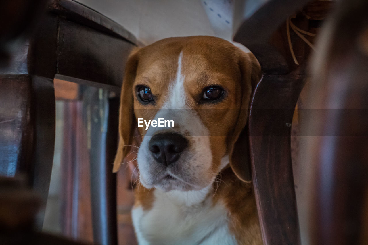 Close-up of beagle by chairs at home