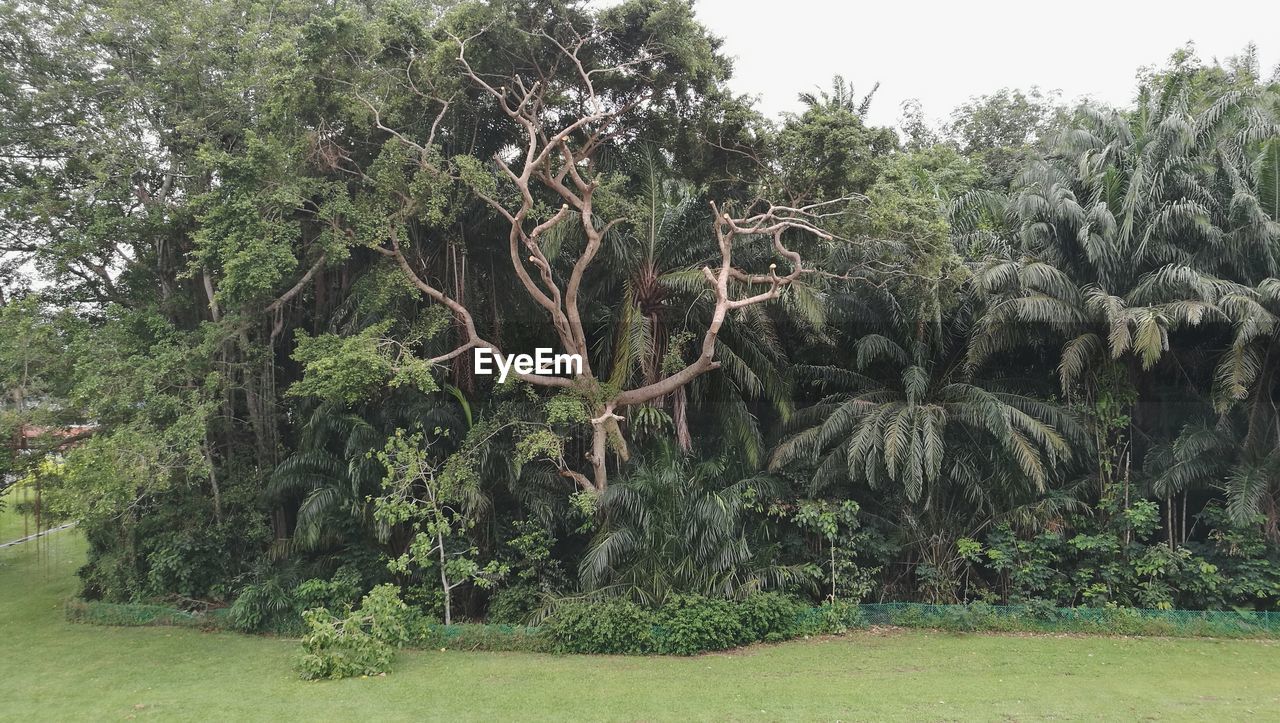 TREES IN PARK