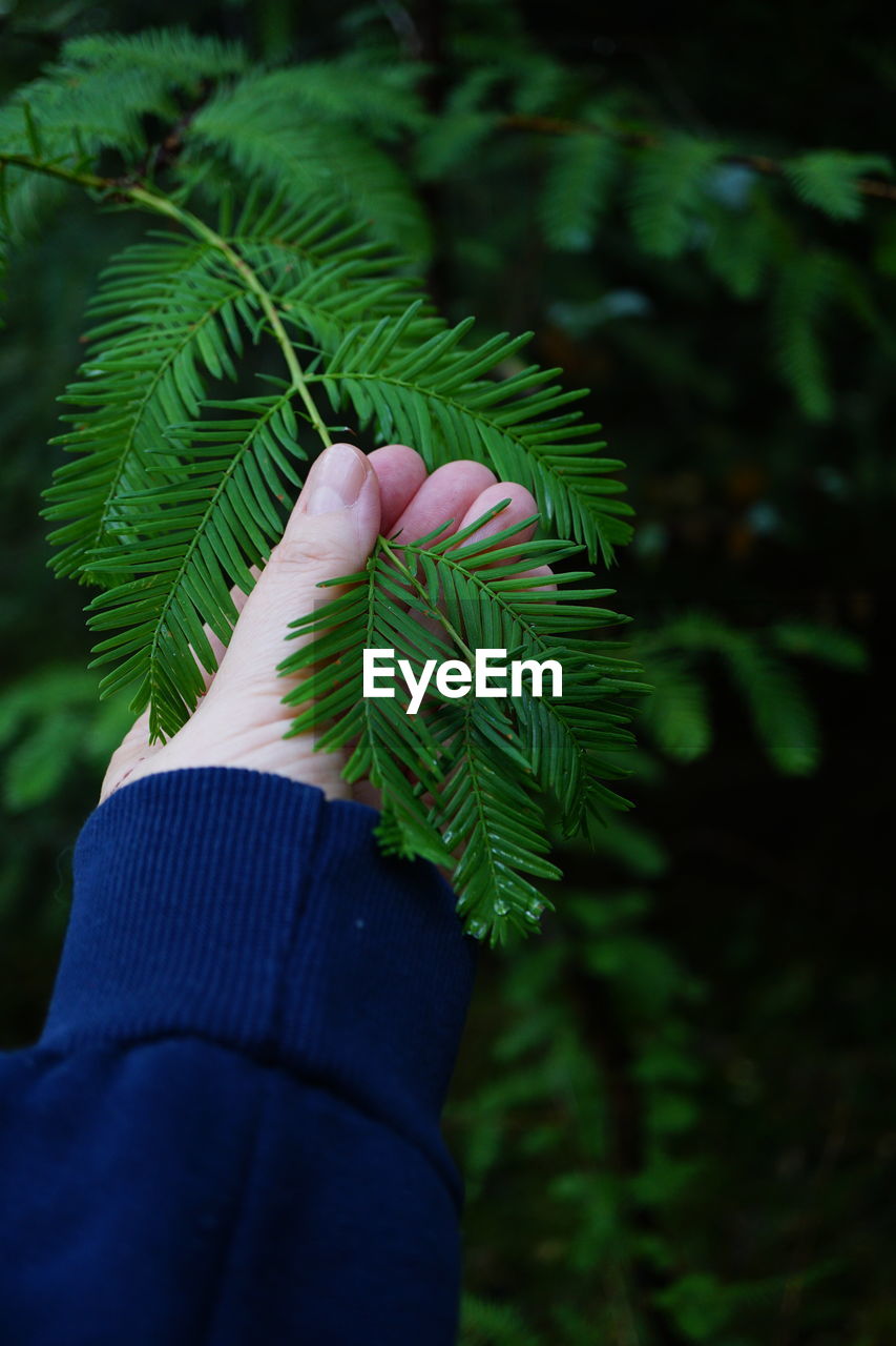 cropped hand of woman holding plant