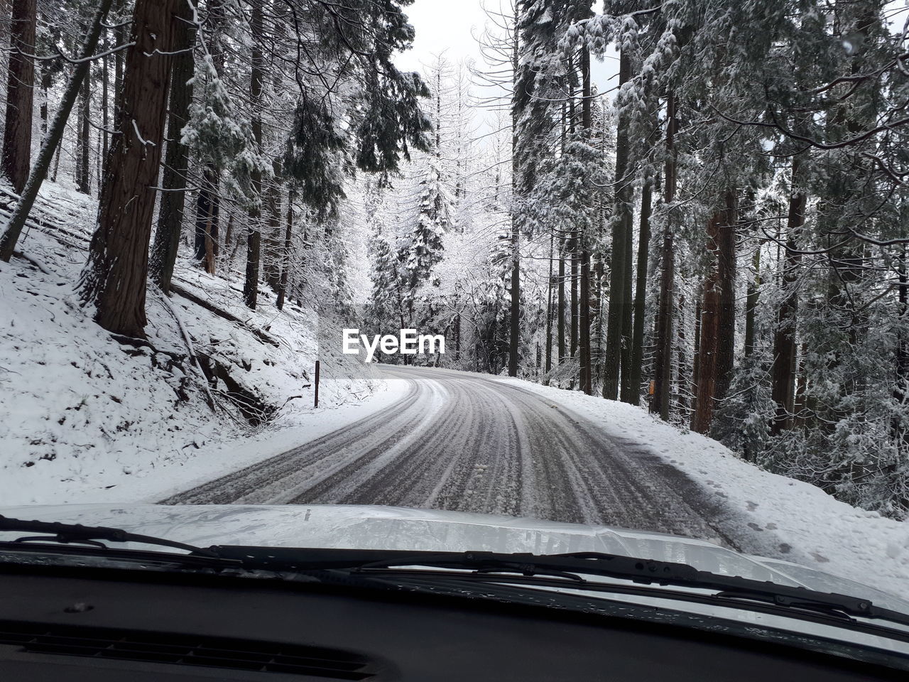ROAD AMIDST TREES DURING WINTER