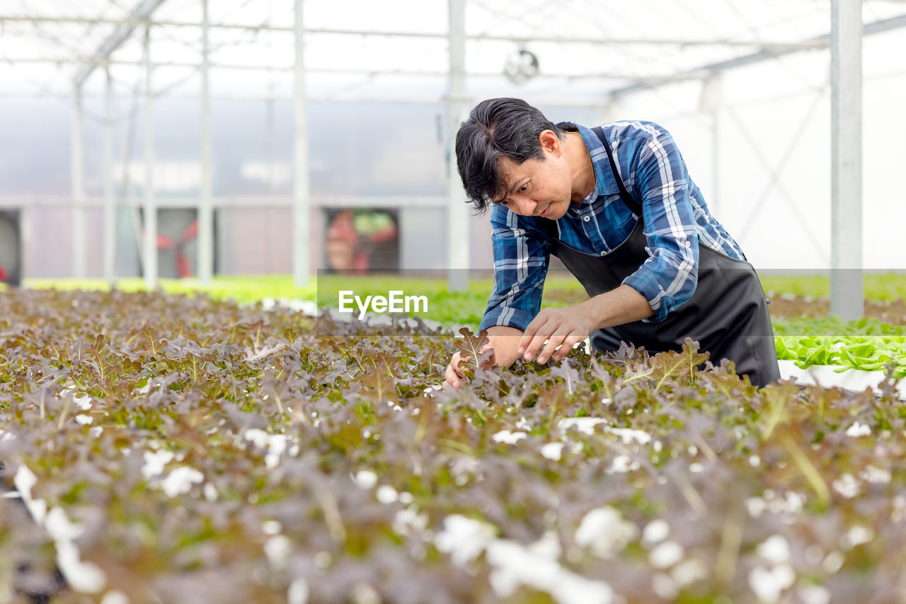 A farmer harvests veggies from a hydroponics garden. organic fresh grown vegetables and farmers