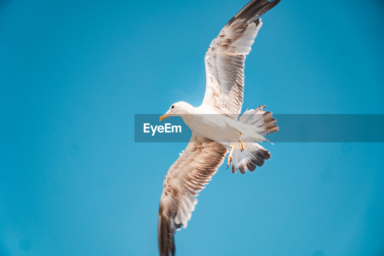 Low angle view of seagull flying in sky