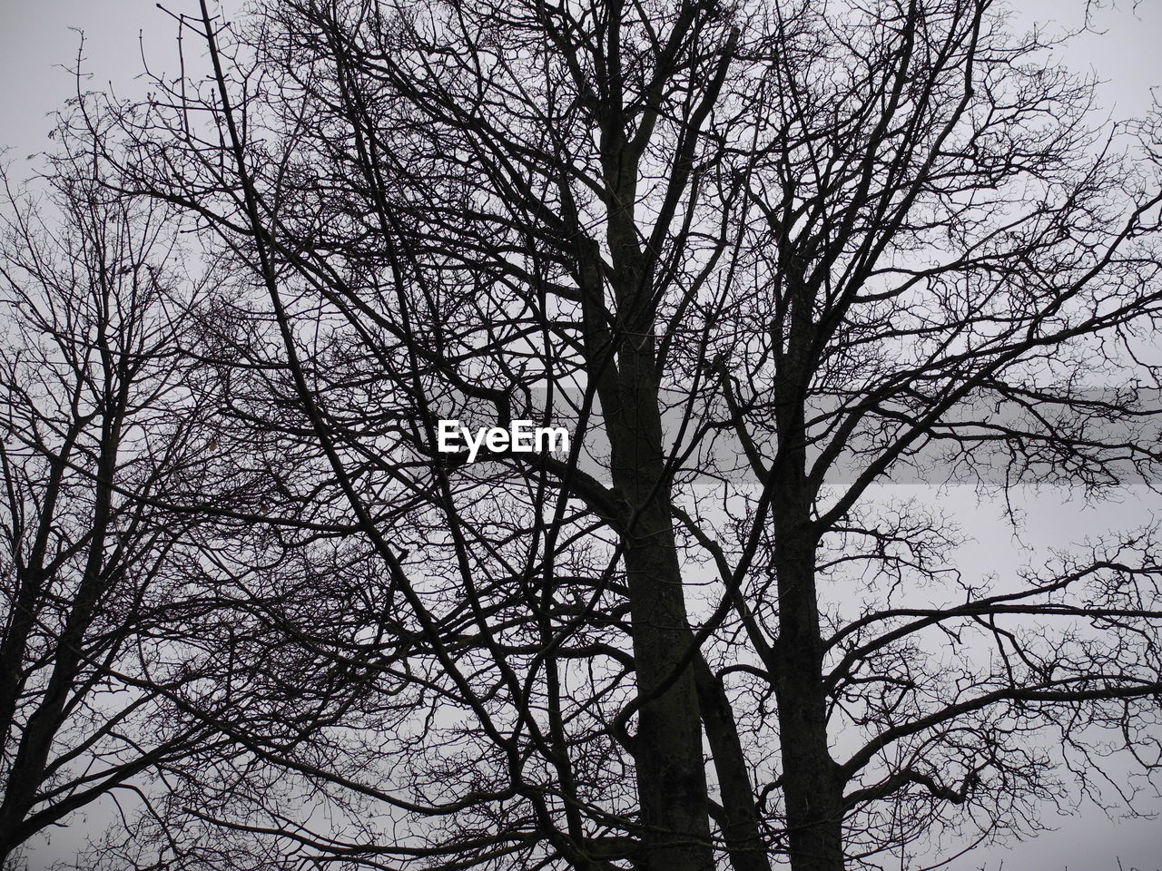 LOW ANGLE VIEW OF BRANCHES AGAINST SKY