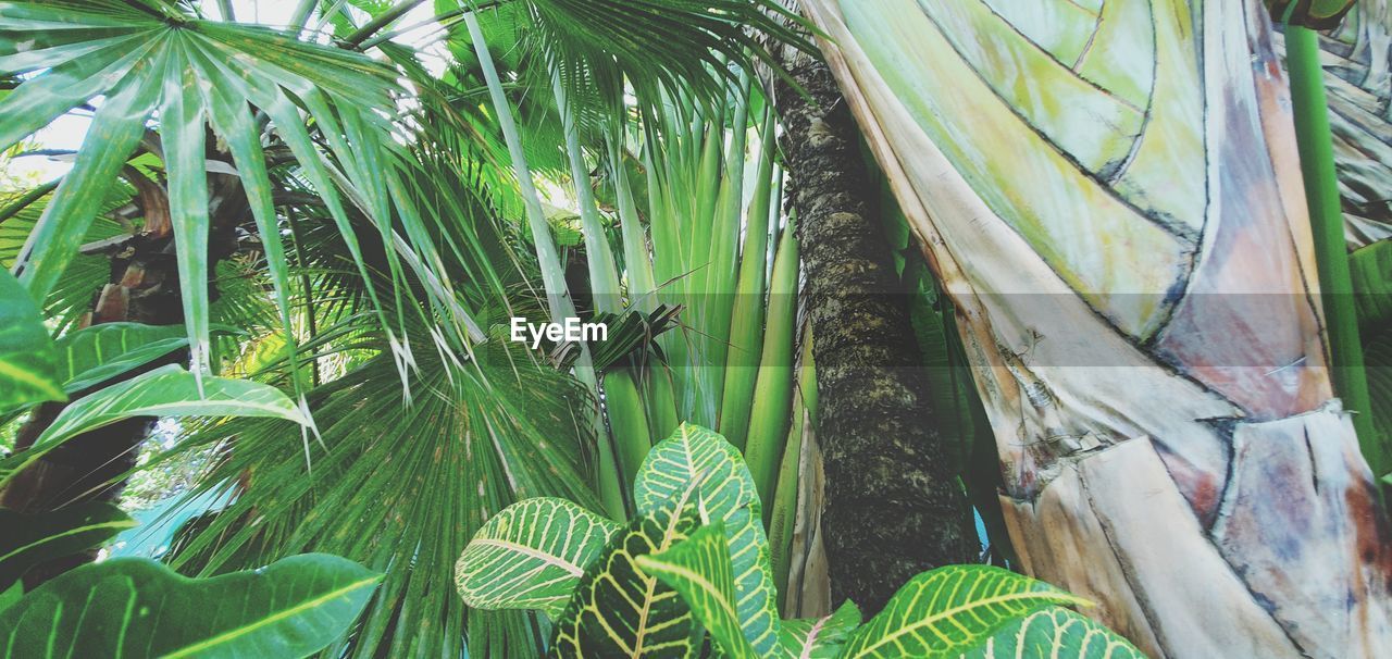 CLOSE-UP OF COCONUT PALM TREE