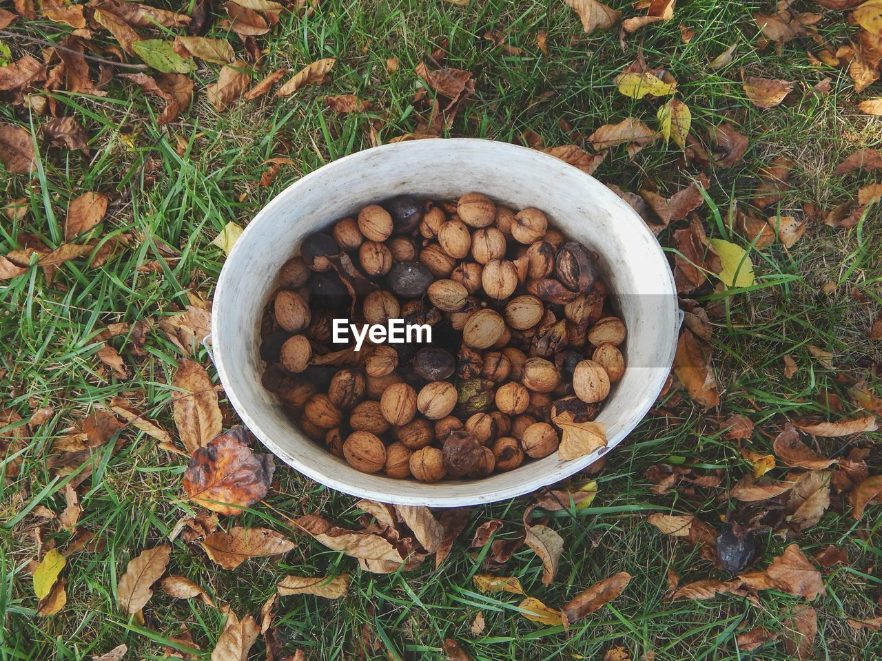 High angle view of seeds in bowl on field