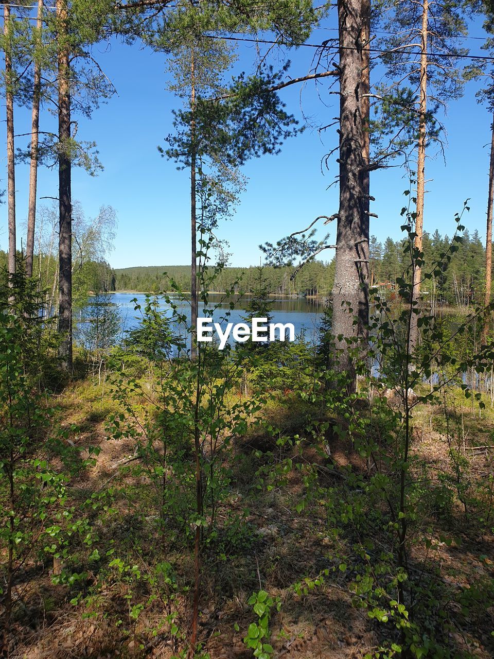 PLANTS AND TREES BY LAKE AGAINST SKY