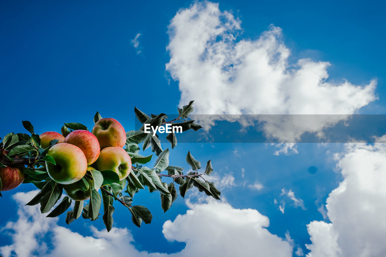 Low angle view of apples on tree against blue sky