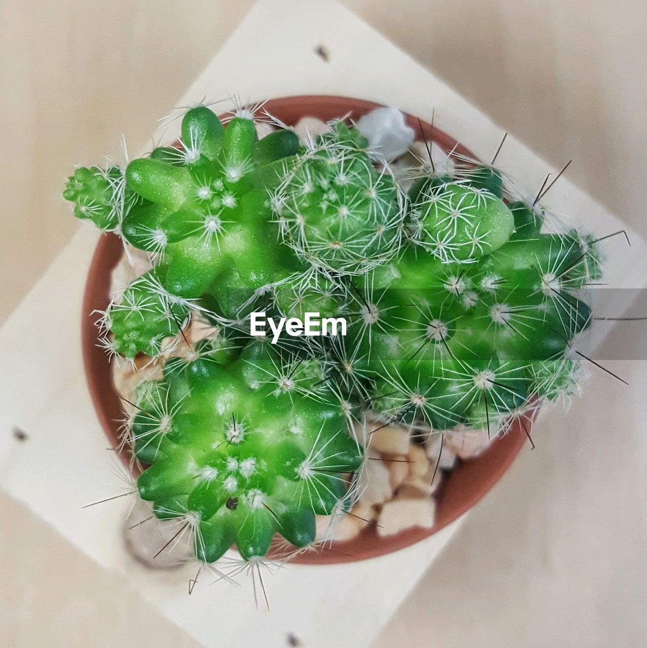 HIGH ANGLE VIEW OF CACTUS IN POT