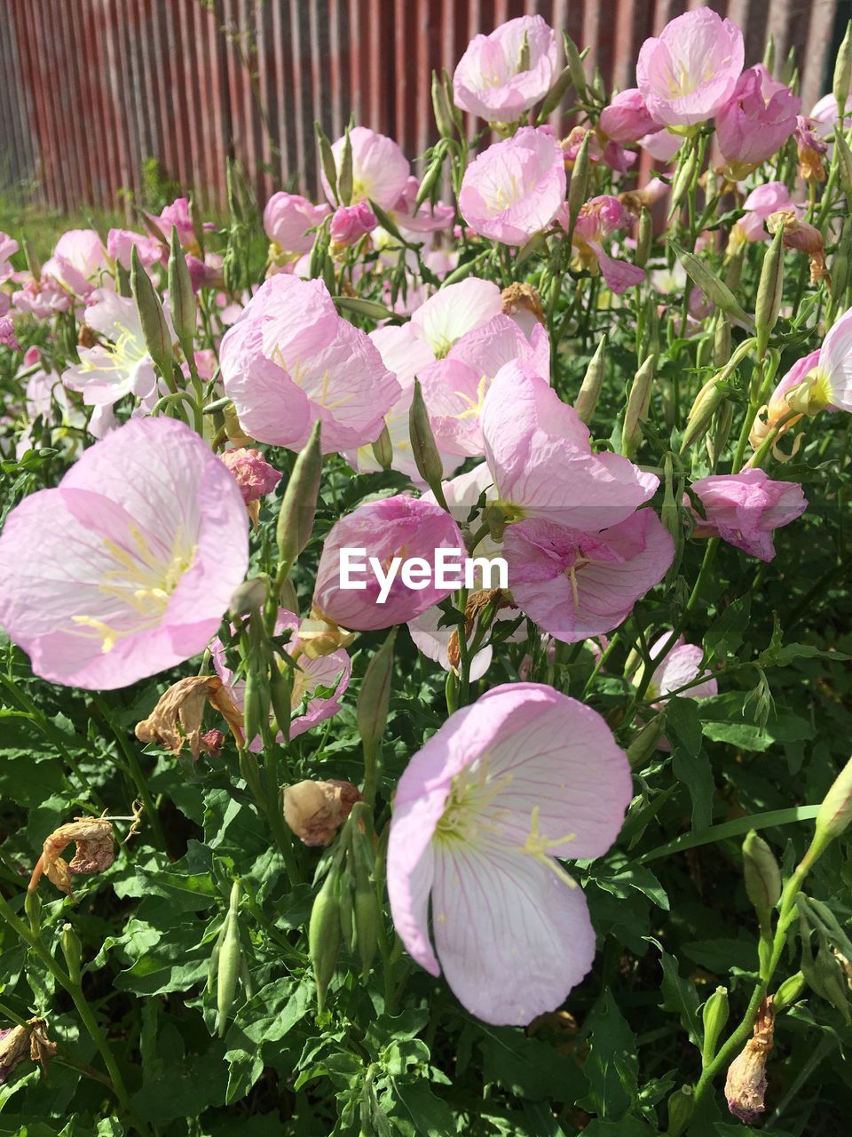 CLOSE-UP OF PINK FLOWERS BLOOMING