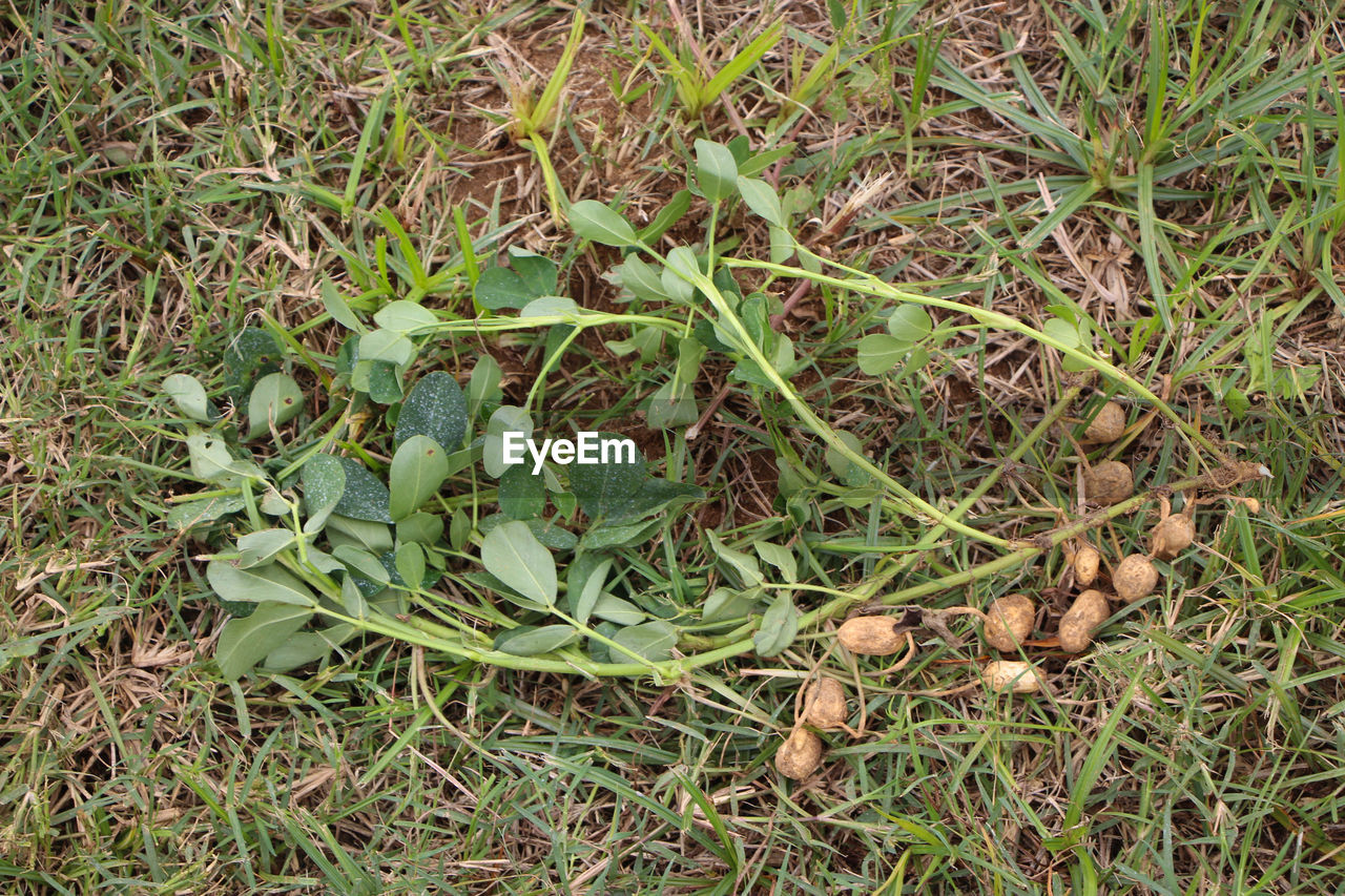 High angle view of peanuts on field