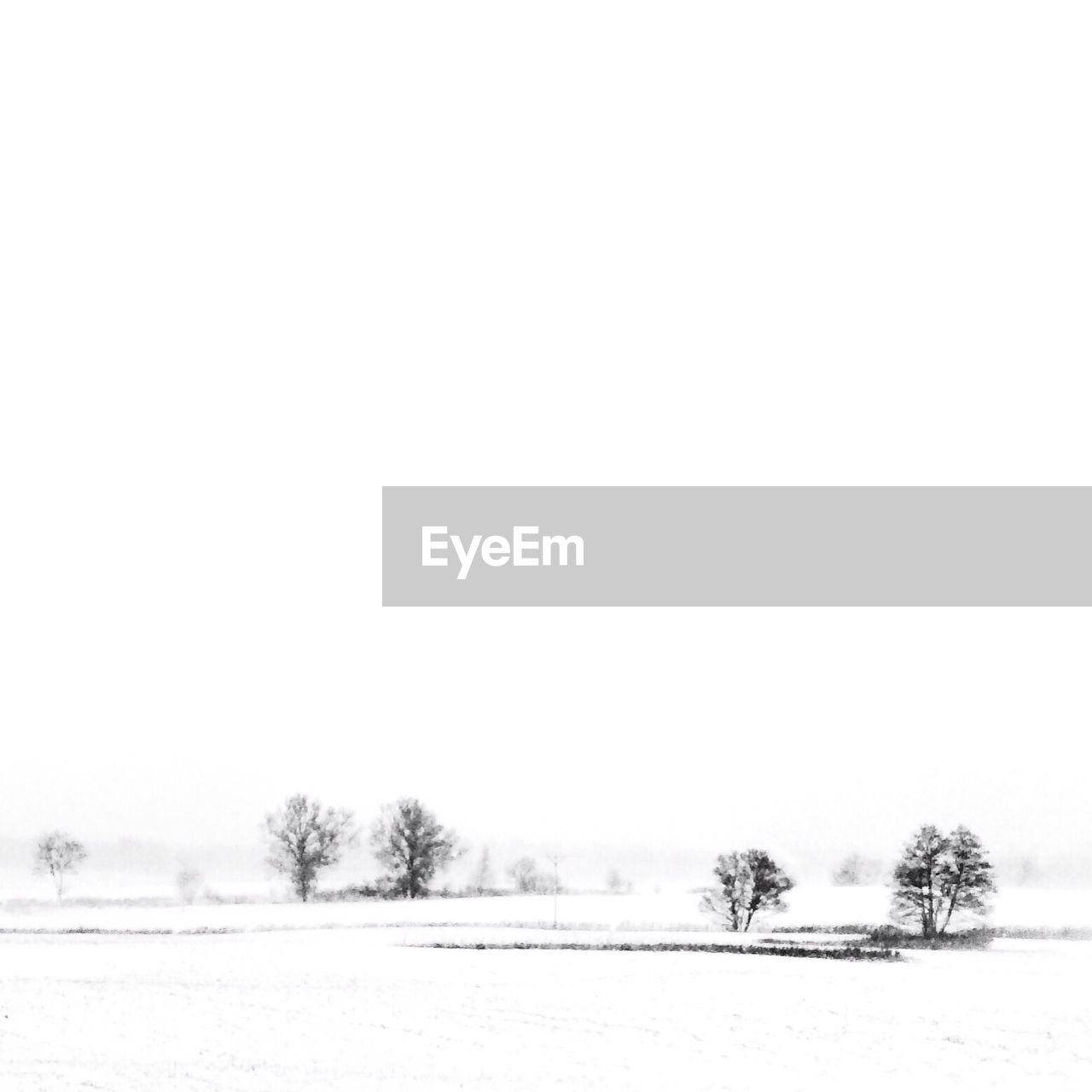 SNOW COVERED TREES IN FIELD