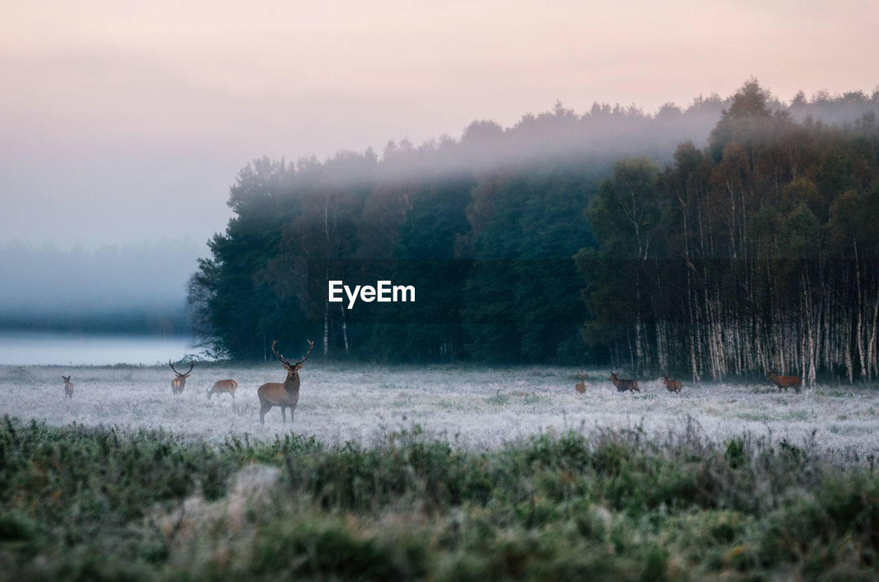 Deer on countryside landscape