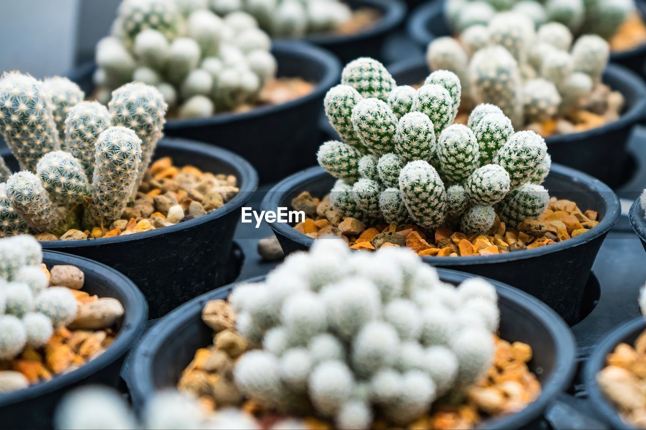 Beautiful cactus in flowerpot with sunlight for background and texture.