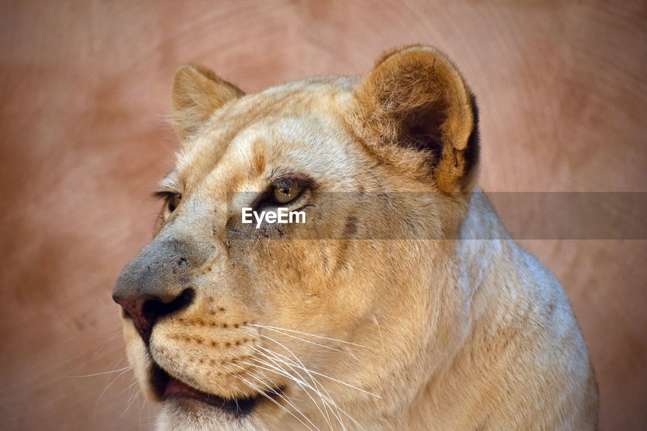 Close-up of lioness against wall at zoo