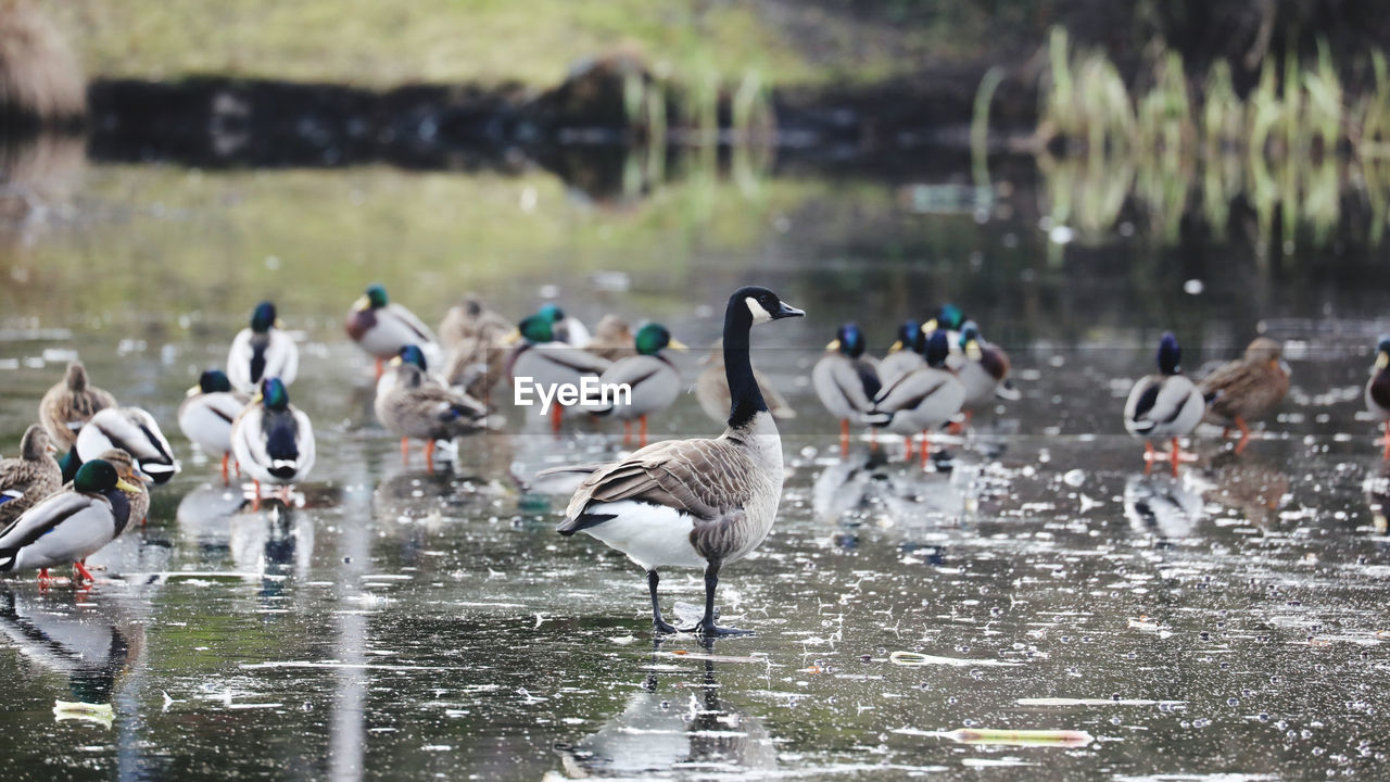 Flock of ducks and a goose on lake during spring