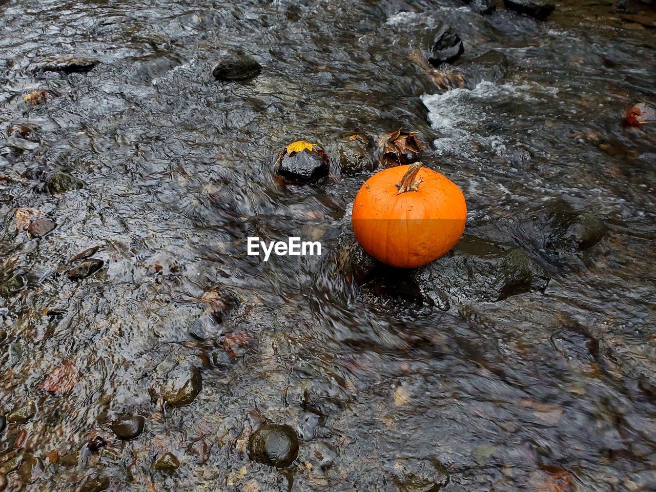 HIGH ANGLE VIEW OF PUMPKINS ON ROCKS