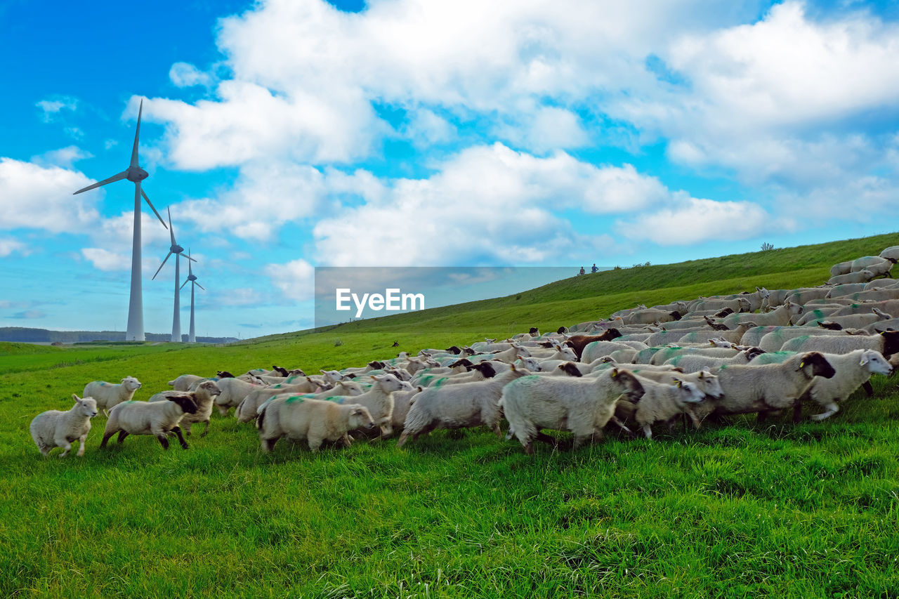 pasture, environment, environmental conservation, sky, livestock, mammal, grass, domestic animals, grassland, field, animal themes, animal, rural area, agriculture, cloud, landscape, nature, meadow, windmill, land, sheep, rural scene, group of animals, pet, plant, farm, wind turbine, plain, grazing, green, renewable energy, turbine, flock of sheep, large group of animals, power generation, beauty in nature, alternative energy, herd, wind power, cattle, prairie, no people, sustainable resources, blue, social issues, day, animal wildlife, outdoors, scenics - nature, ranch, travel