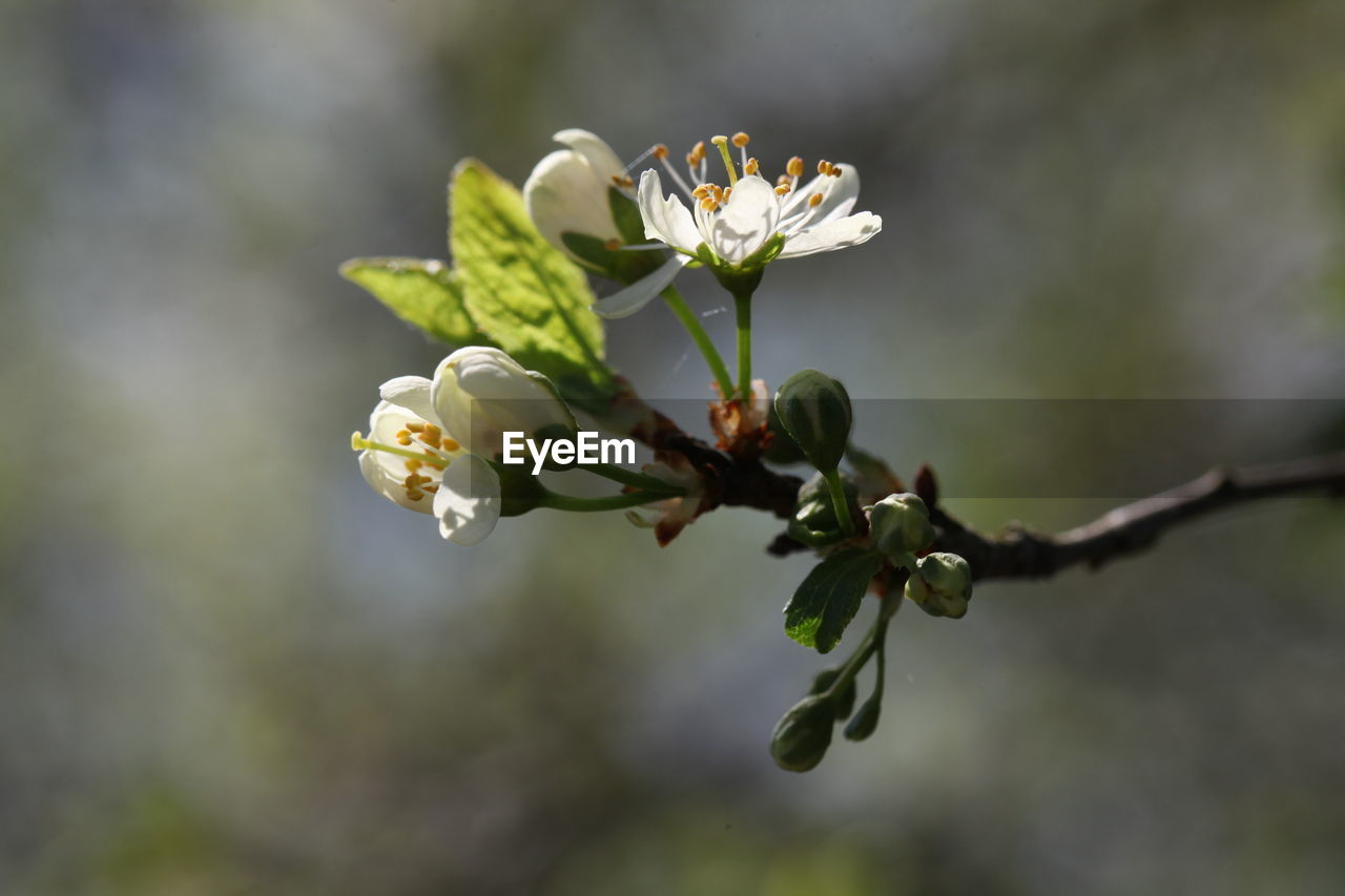 Close-up of white flowering plant