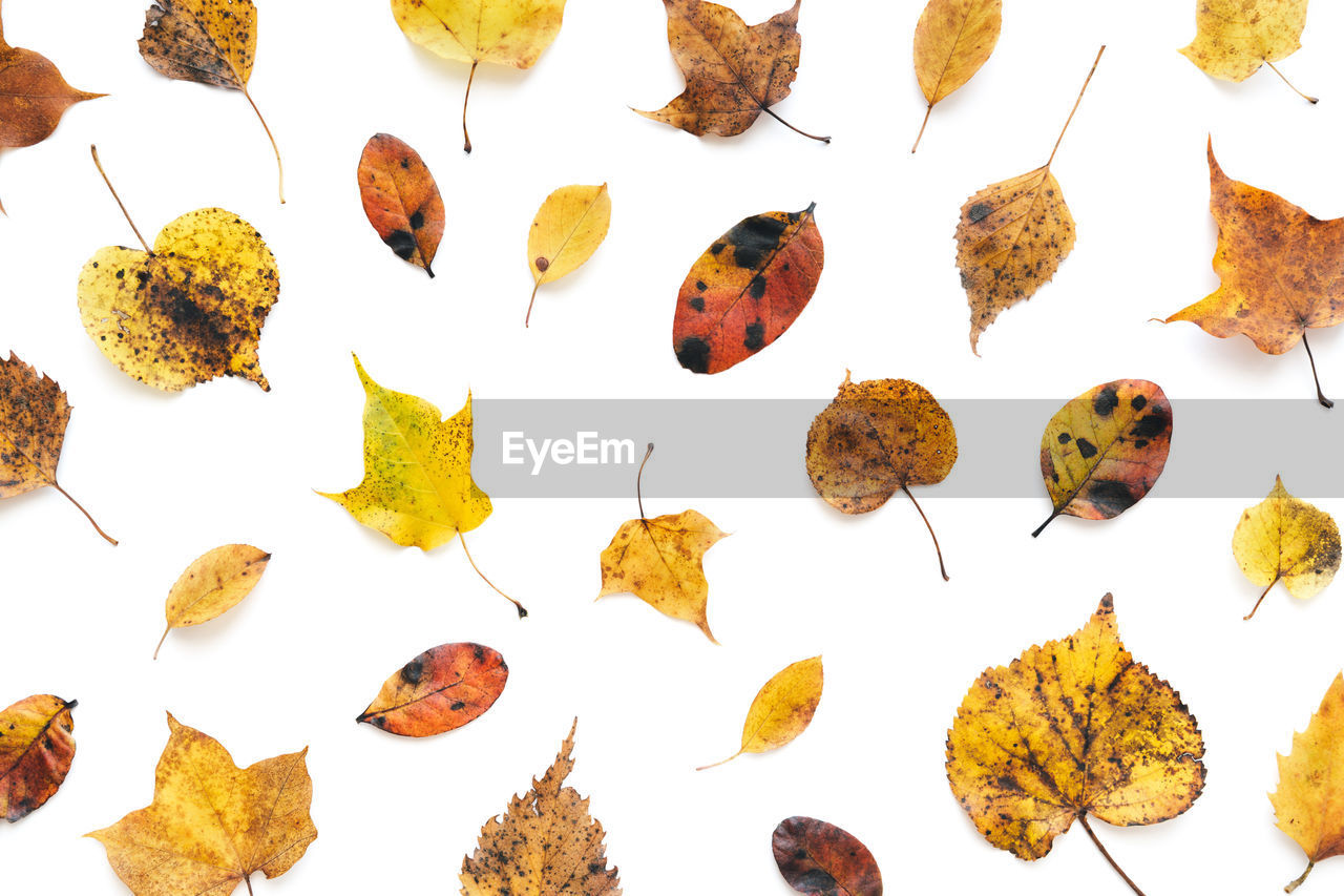 CLOSE-UP OF LEAVES ON WHITE BACKGROUND