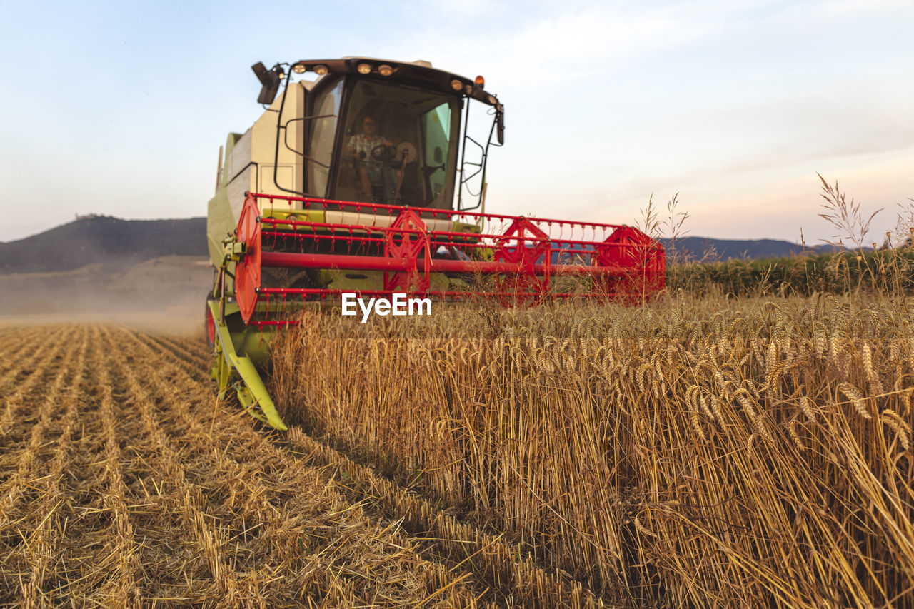 Organic farming, wheat field, harvest, combine harvester in the evening