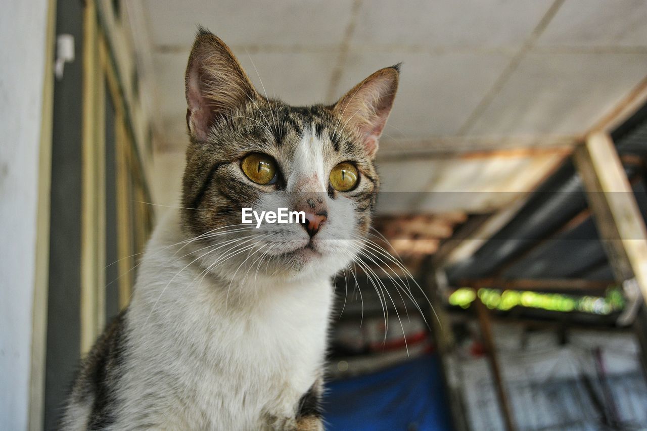 CLOSE-UP PORTRAIT OF CAT IN PEN