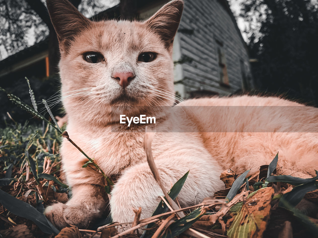 Close-up portrait of a cat