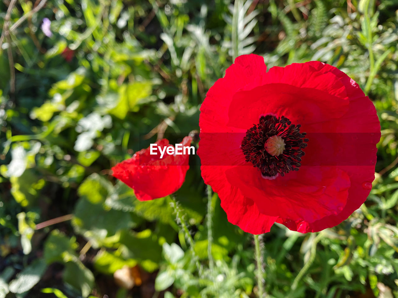 plant, flower, red, flowering plant, freshness, beauty in nature, nature, growth, petal, flower head, inflorescence, close-up, fragility, poppy, wildflower, plant part, no people, leaf, outdoors, focus on foreground, day, botany, land, blossom, green
