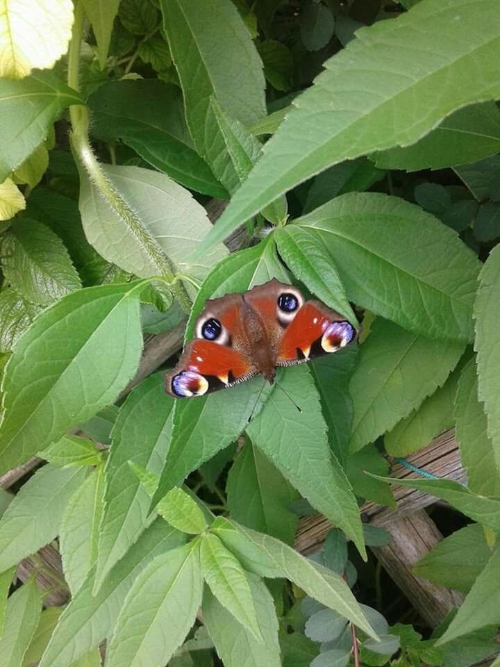 CLOSE-UP OF BUTTERFLY ON PLANT