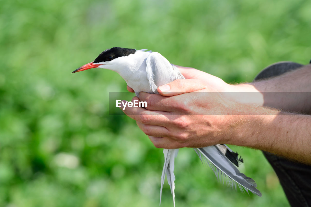 MAN HOLDING BIRD