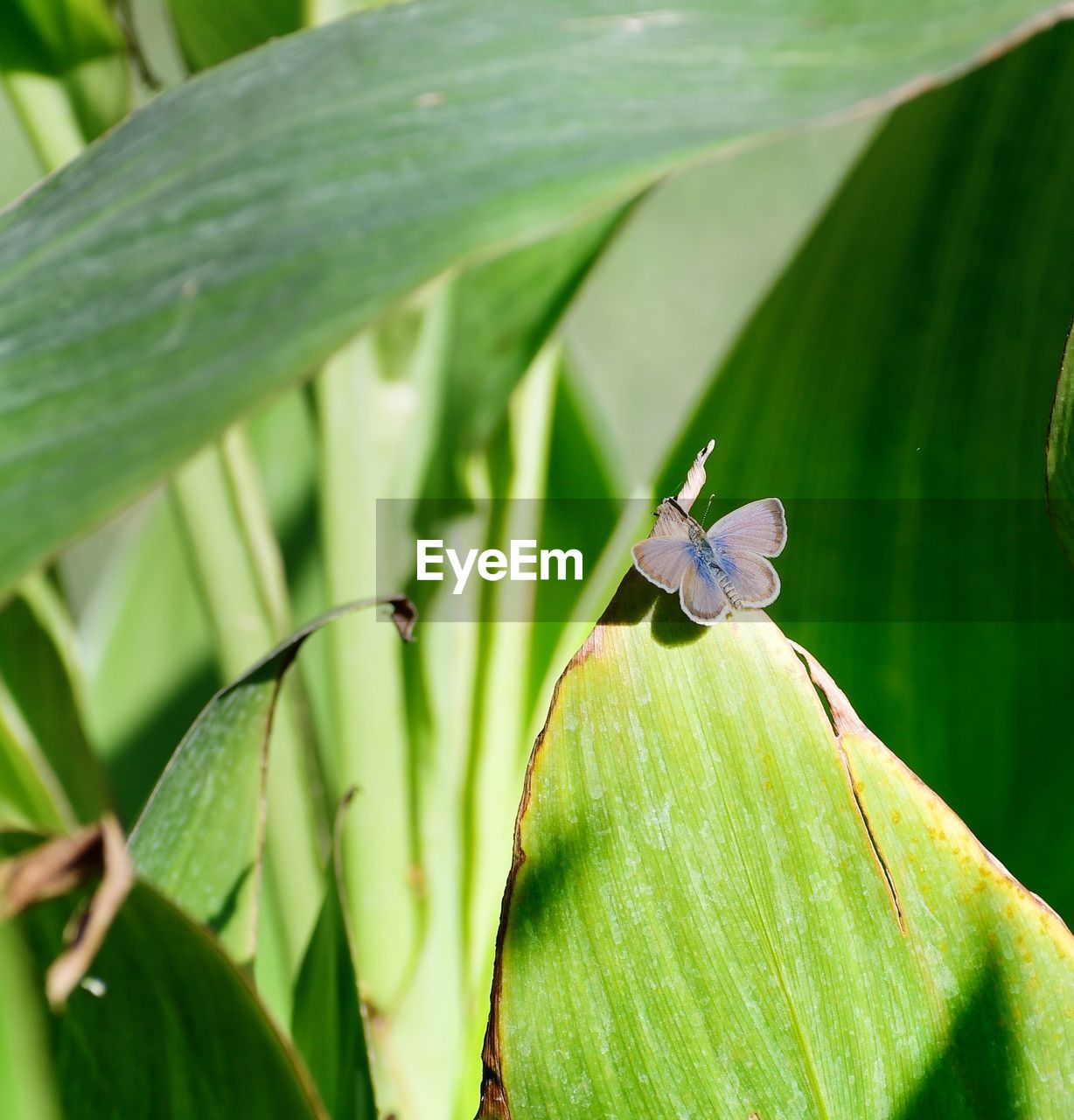 CLOSE-UP OF INSECT ON GREEN LEAF