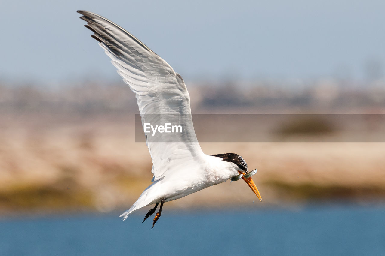 Close-up of bird carrying fish while flying over sea