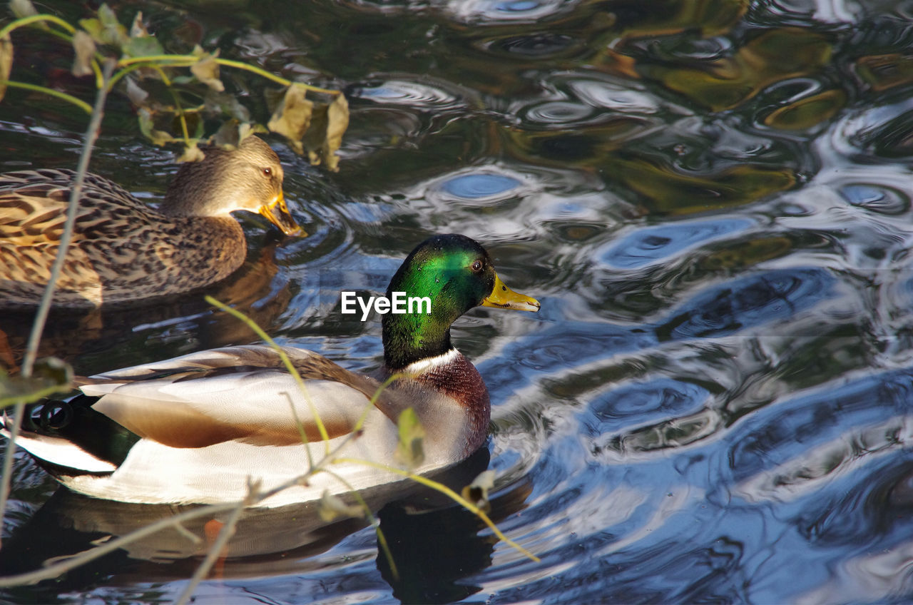 Mallard ducks swimming on pond