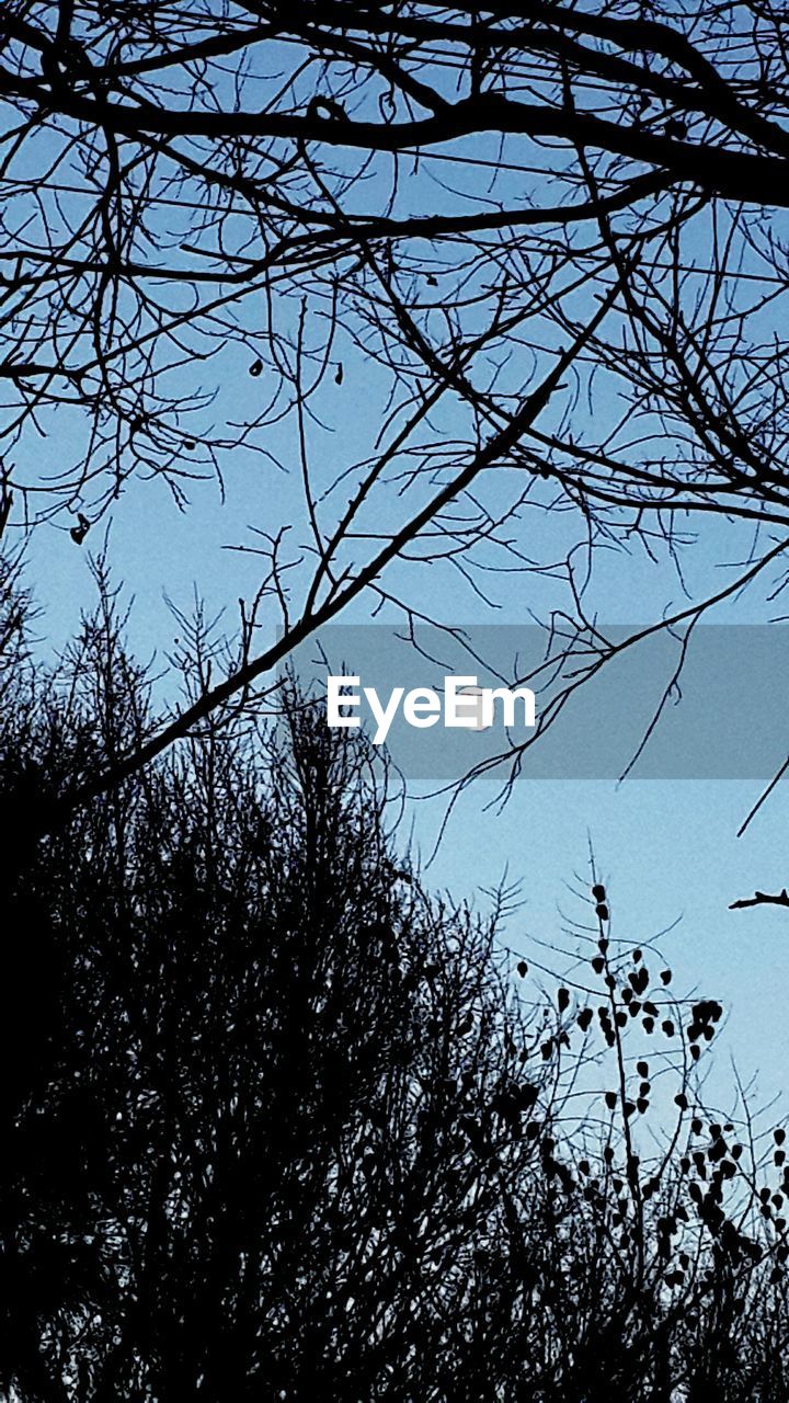 LOW ANGLE VIEW OF BARE TREES AGAINST SKY