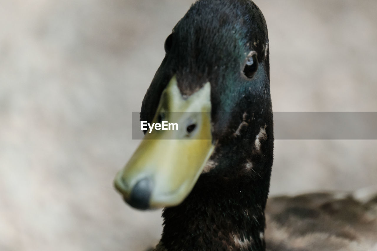 CLOSE-UP OF BIRD