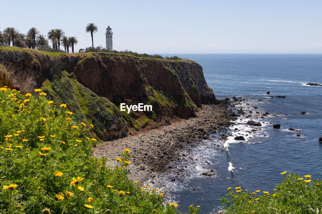 Point vicente lighthouse with flowers in the foreground