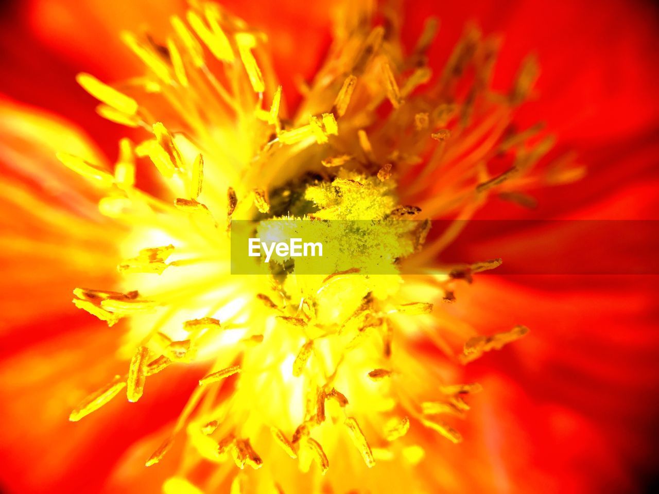 CLOSE-UP OF ORANGE FLOWER BLOOMING OUTDOORS