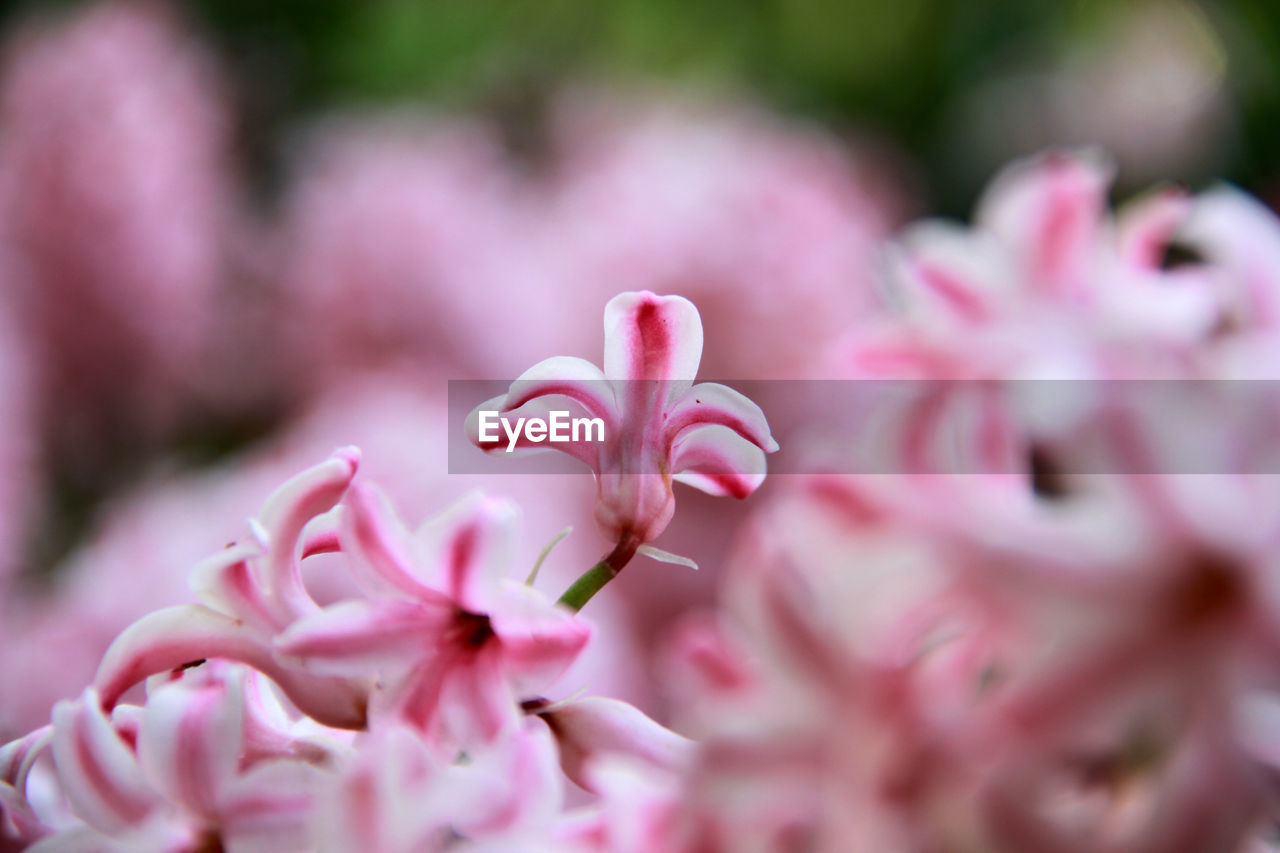 plant, flower, flowering plant, pink, beauty in nature, freshness, fragility, close-up, nature, blossom, macro photography, springtime, petal, selective focus, no people, growth, flower head, inflorescence, outdoors, tree, focus on foreground, day, botany, shrub
