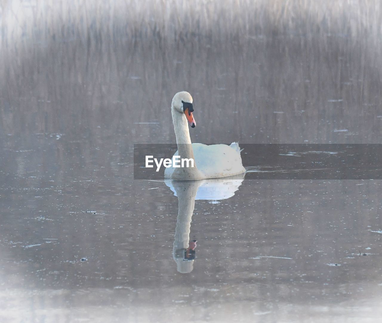 VIEW OF SWAN IN LAKE