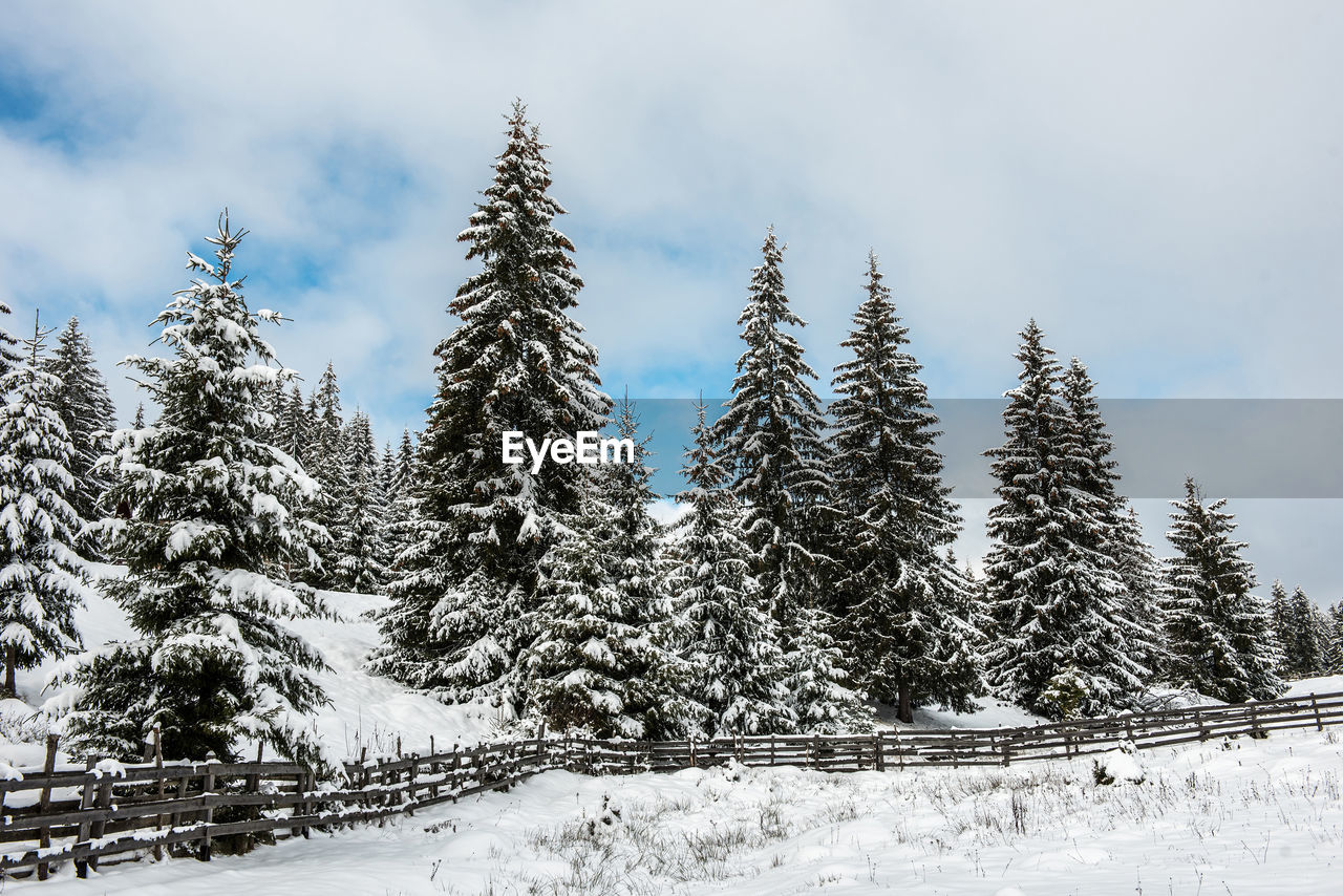 Snow covered pine trees against sky